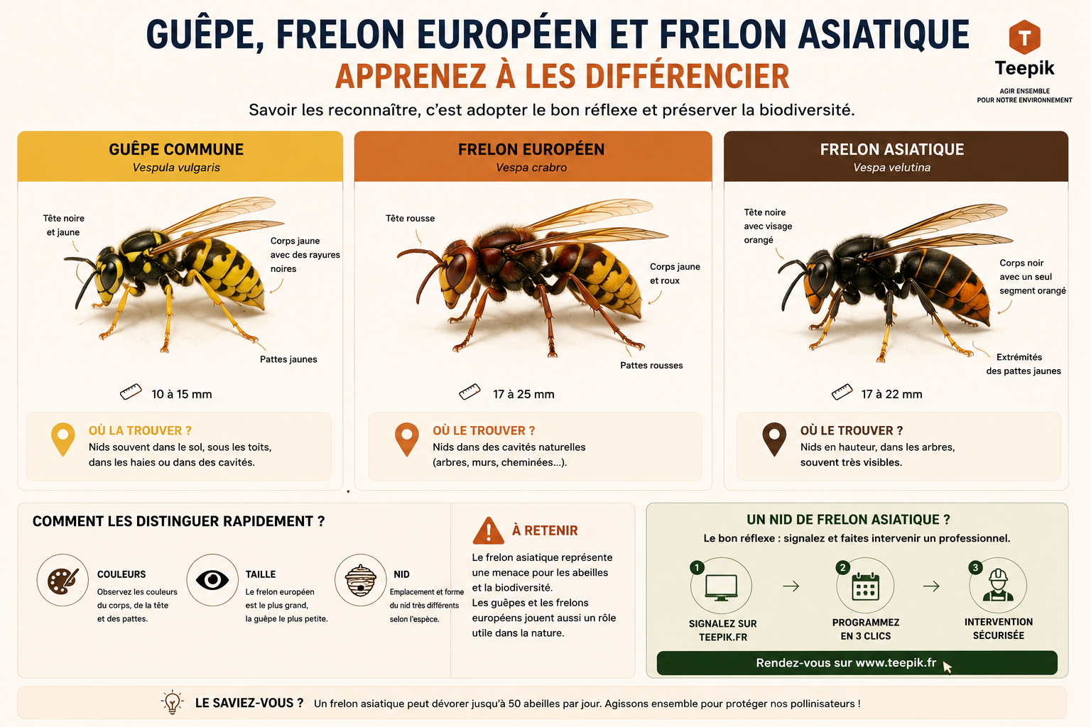 Différence entre guêpe, frelon européen et frelon asiatique